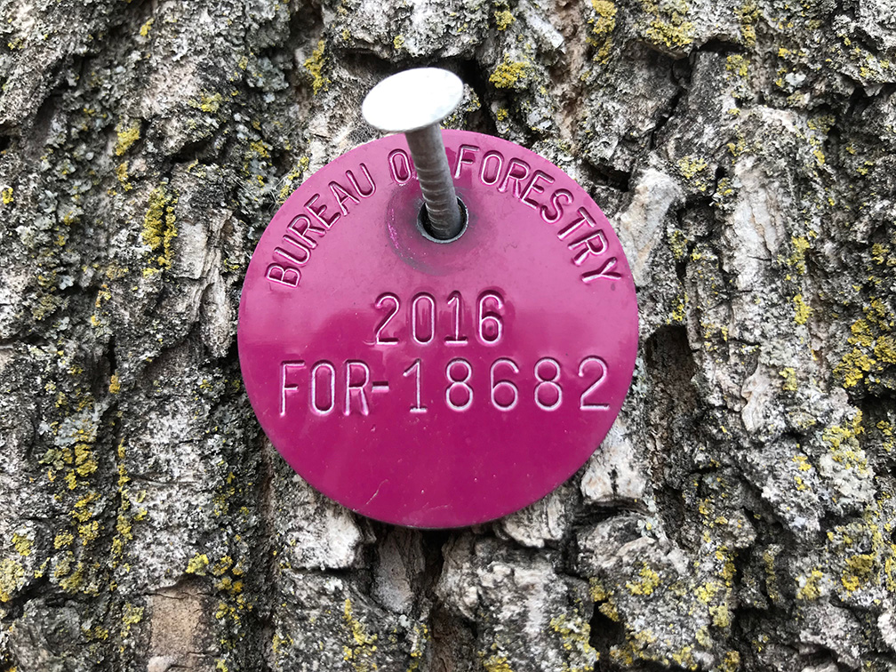 City of Chicago tags identify Ash trees and the last date they were treated