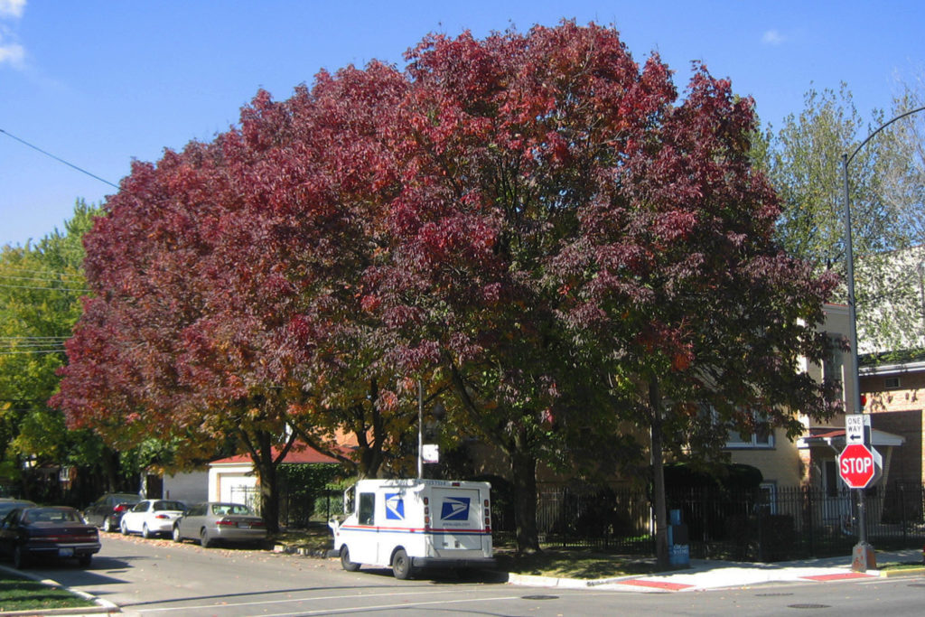 Mature Ash trees are a vital contributor to Chicago's urban forest